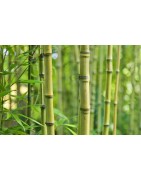 Bambusschalen